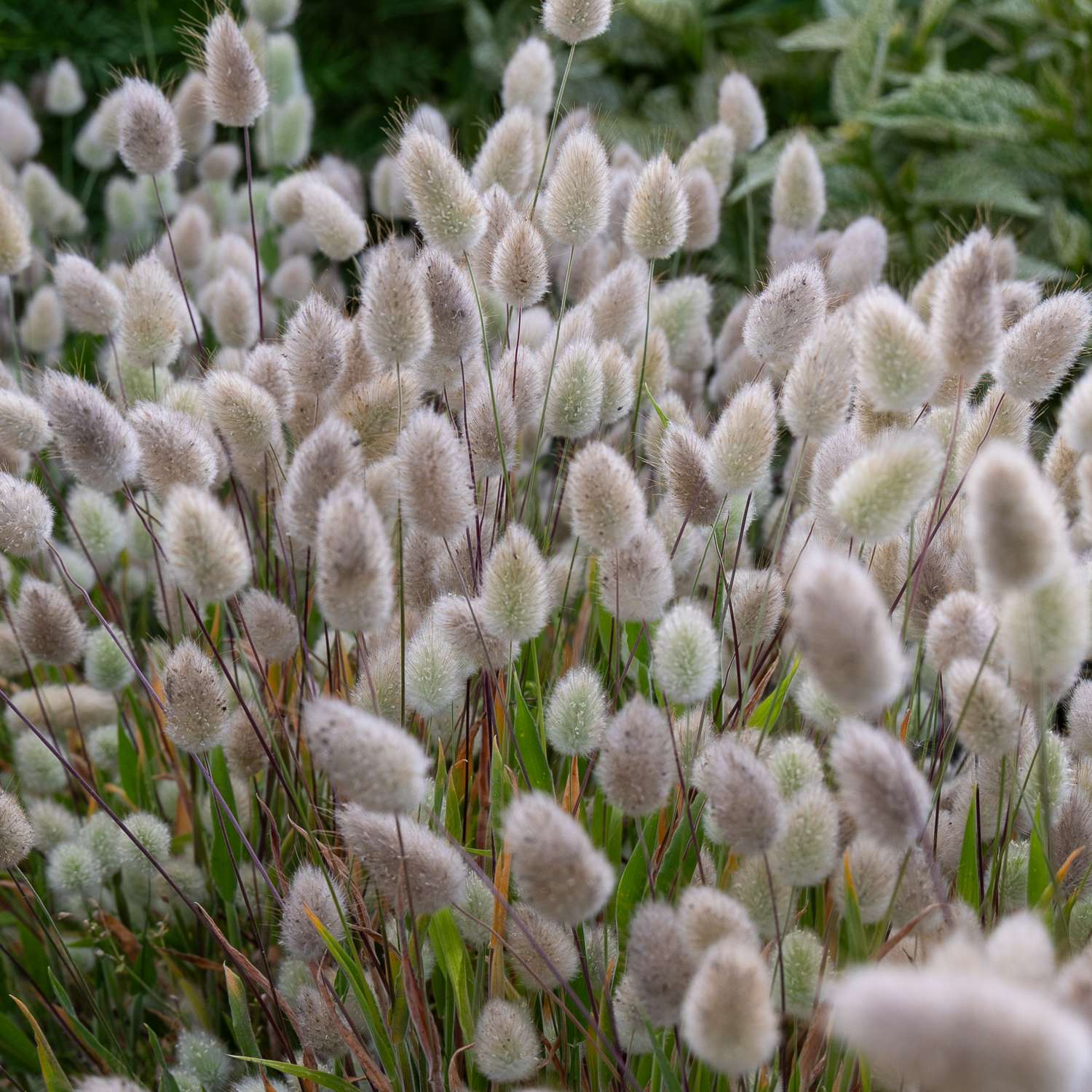 Jänönhäntä 'Bunny Tails'